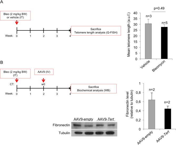 Figure 1—figure supplement 1.