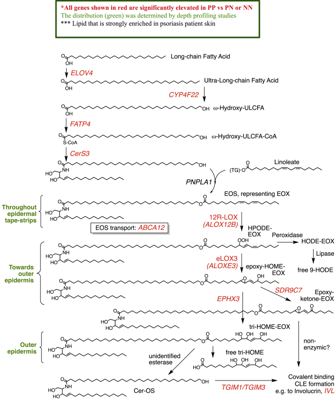 Scheme 2