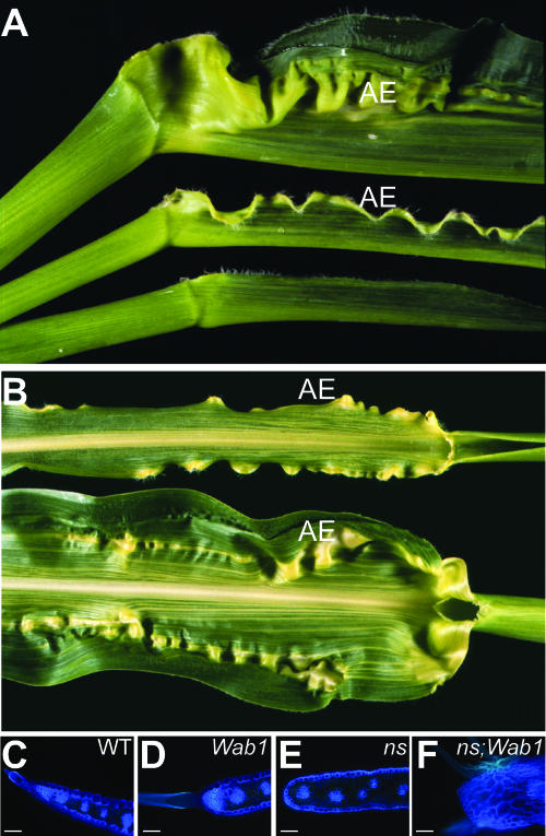 Figure 7.