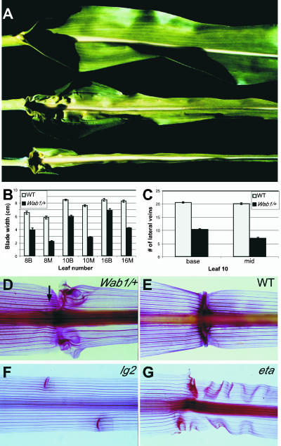 Figure 5.