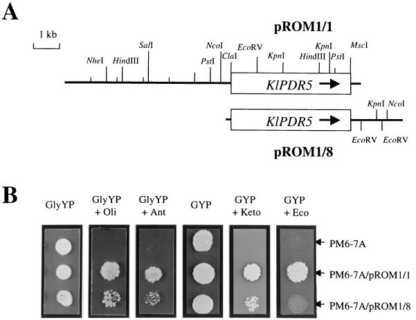 FIG. 1