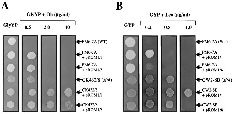 FIG. 5