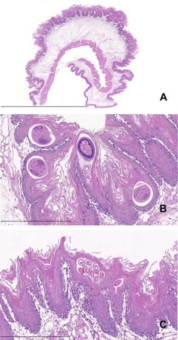 Supplementary Figure 1