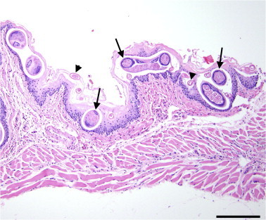 Fig. 2