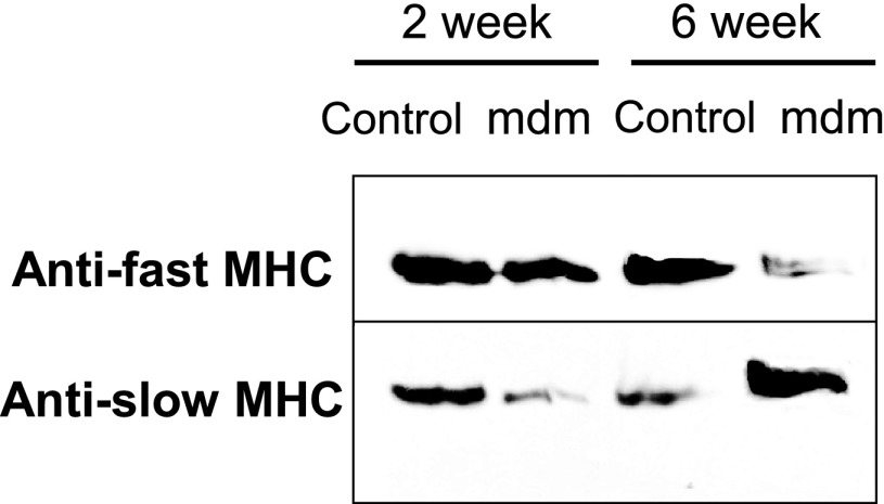 Fig. 9.