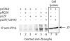 FIG. 7.
