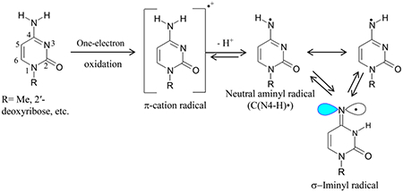 (A).