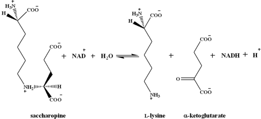 SCHEME 1.