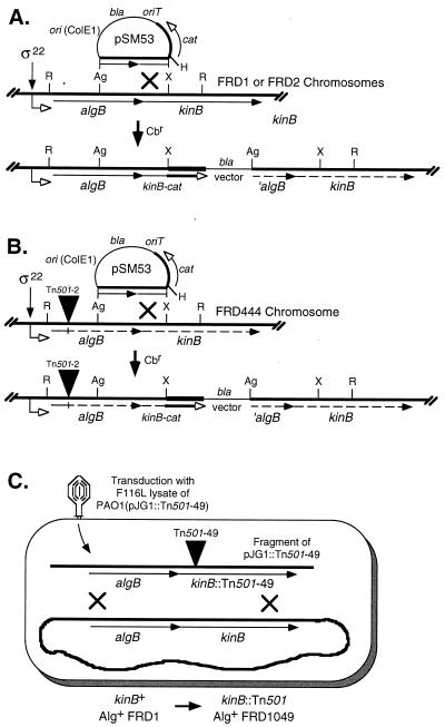 FIG. 1