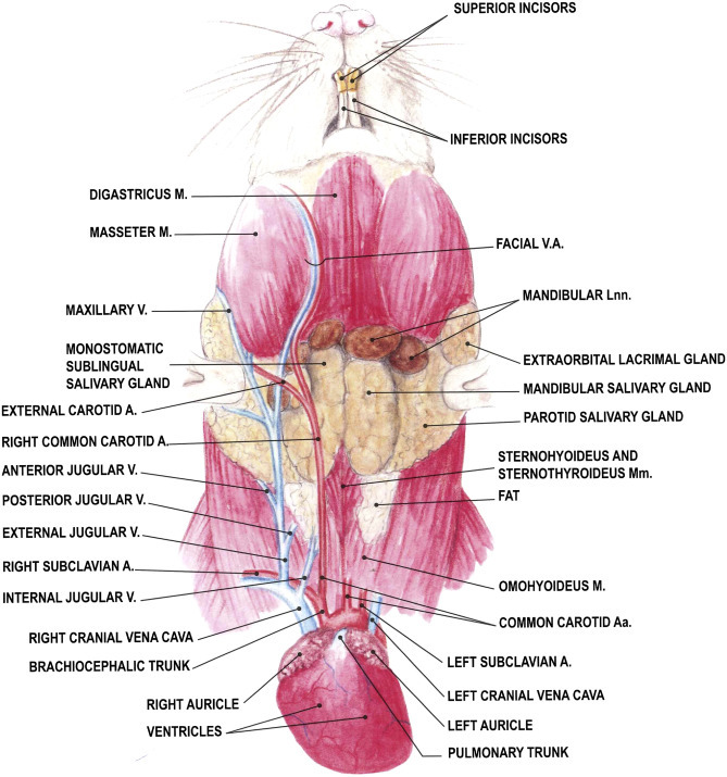 Figure 4.1