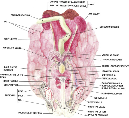 Figure 4.3