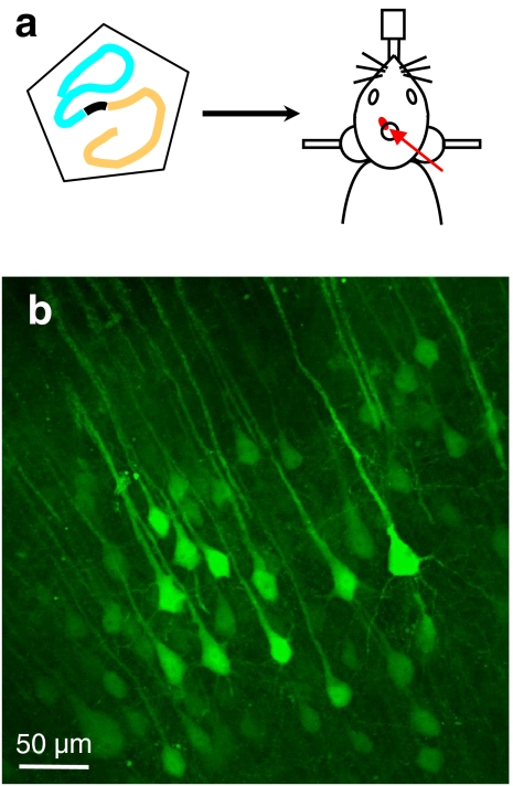 Fig. 1