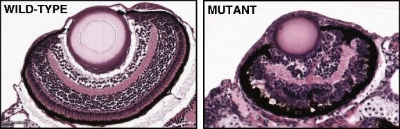 Fig. 4