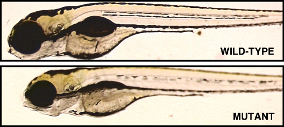 Fig. 1