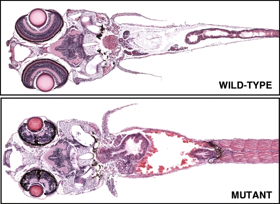 Fig. 2