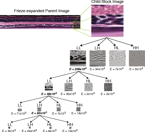 Fig. 12