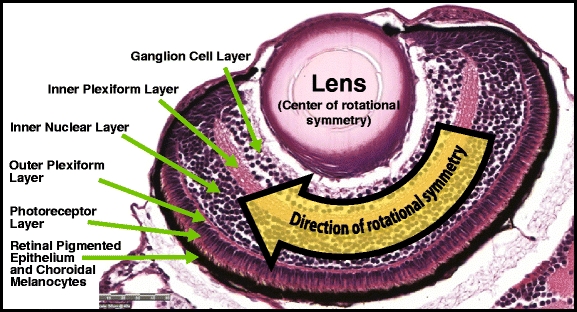 Fig. 8