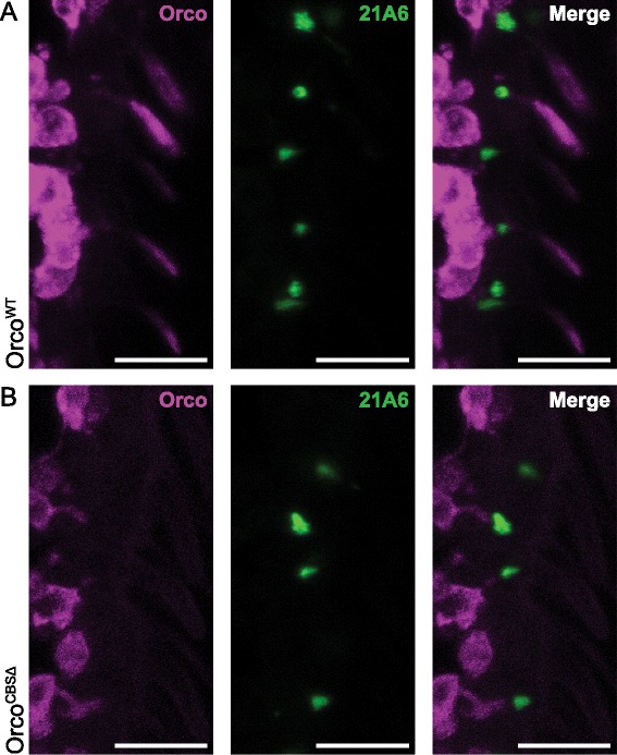 Fig. 4