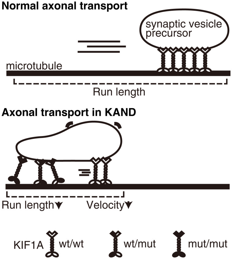 Fig. 9.