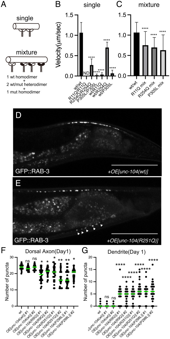 Fig. 8.