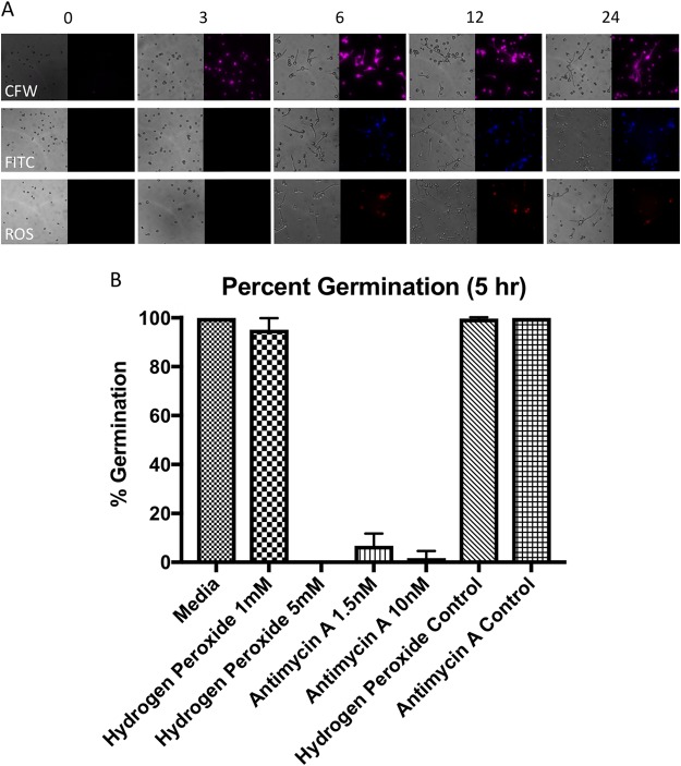 FIG 6