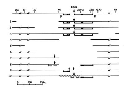 graphic file with name kvd04704.jpg