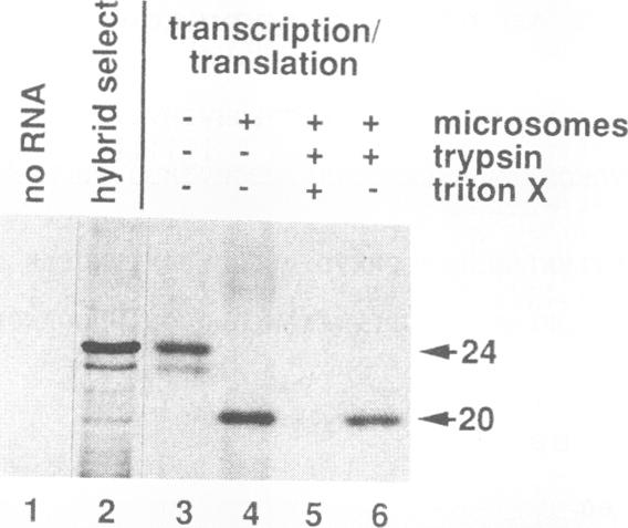 graphic file with name molcellb00013-0268-a.jpg