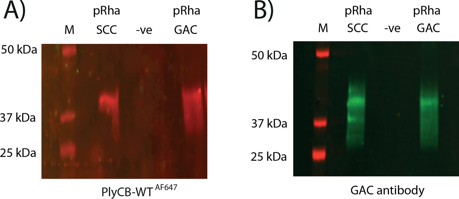 Fig 3)