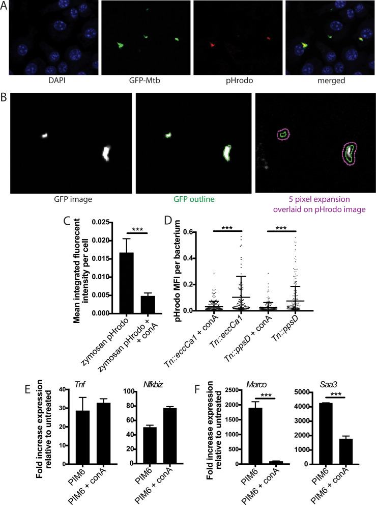 Figure 6—figure supplement 1.