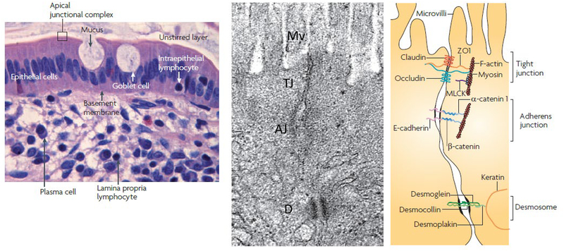 Figure 1: