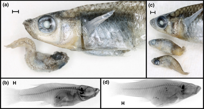 FIGURE 3