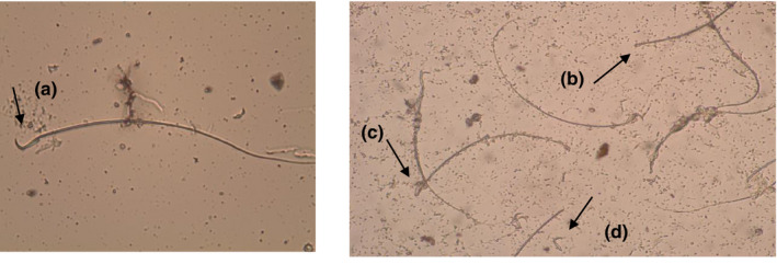 FIGURE 2