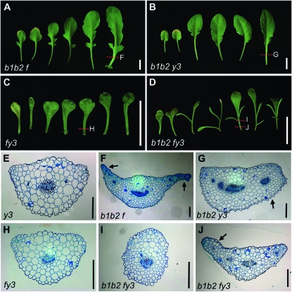 Figure 2.—