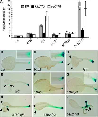 Figure 4.—