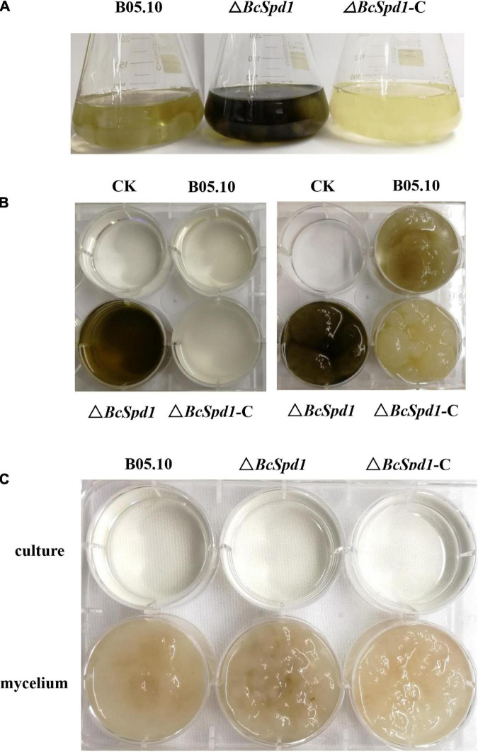 FIGURE 4