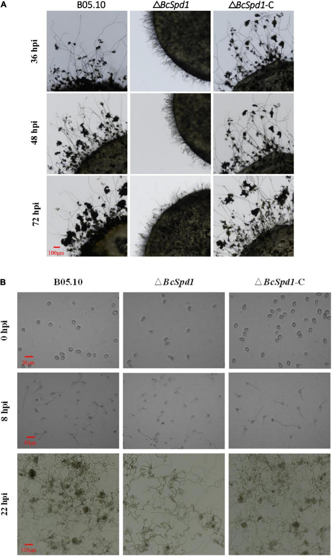 FIGURE 3