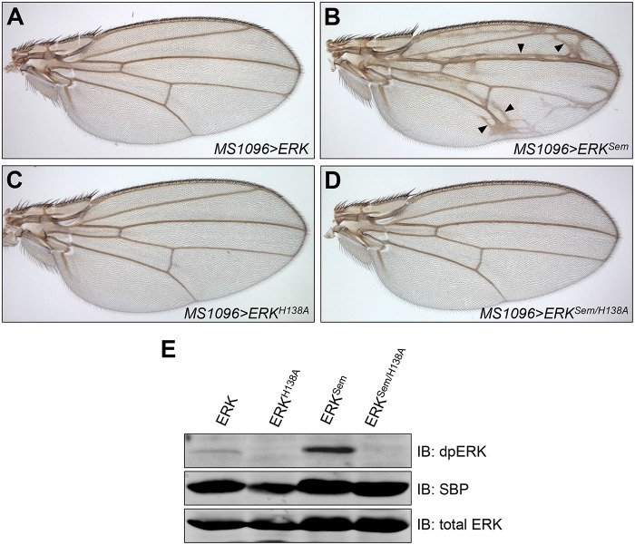 FIGURE 5: