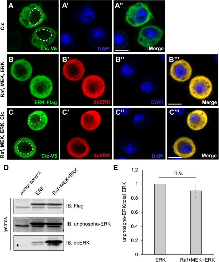 FIGURE 3: