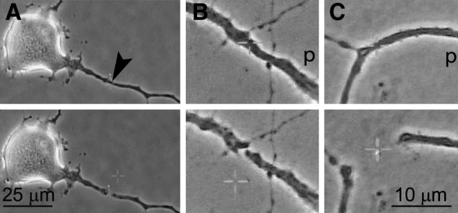 FIG. 1.