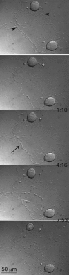 FIG. 4.
