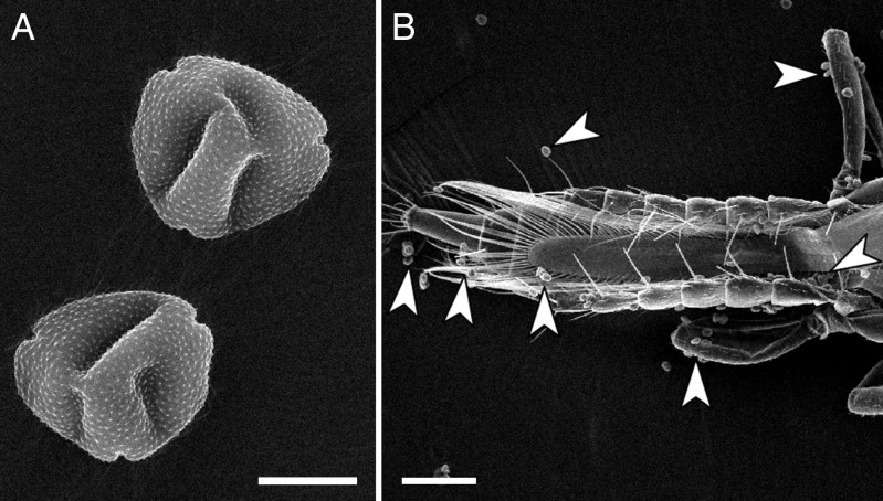 Fig. 9.