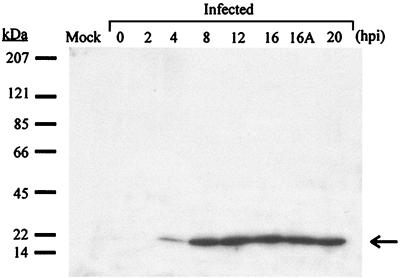 FIG. 5