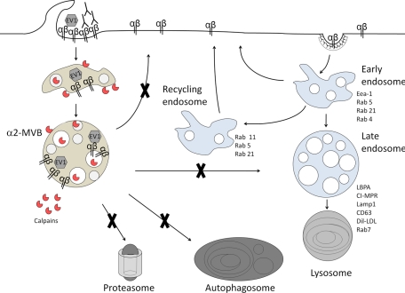 FIGURE 11: