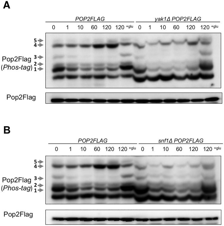 Fig 5