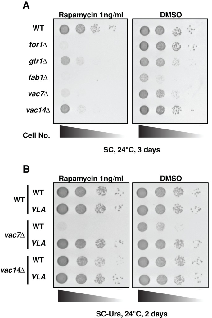 FIGURE 1: