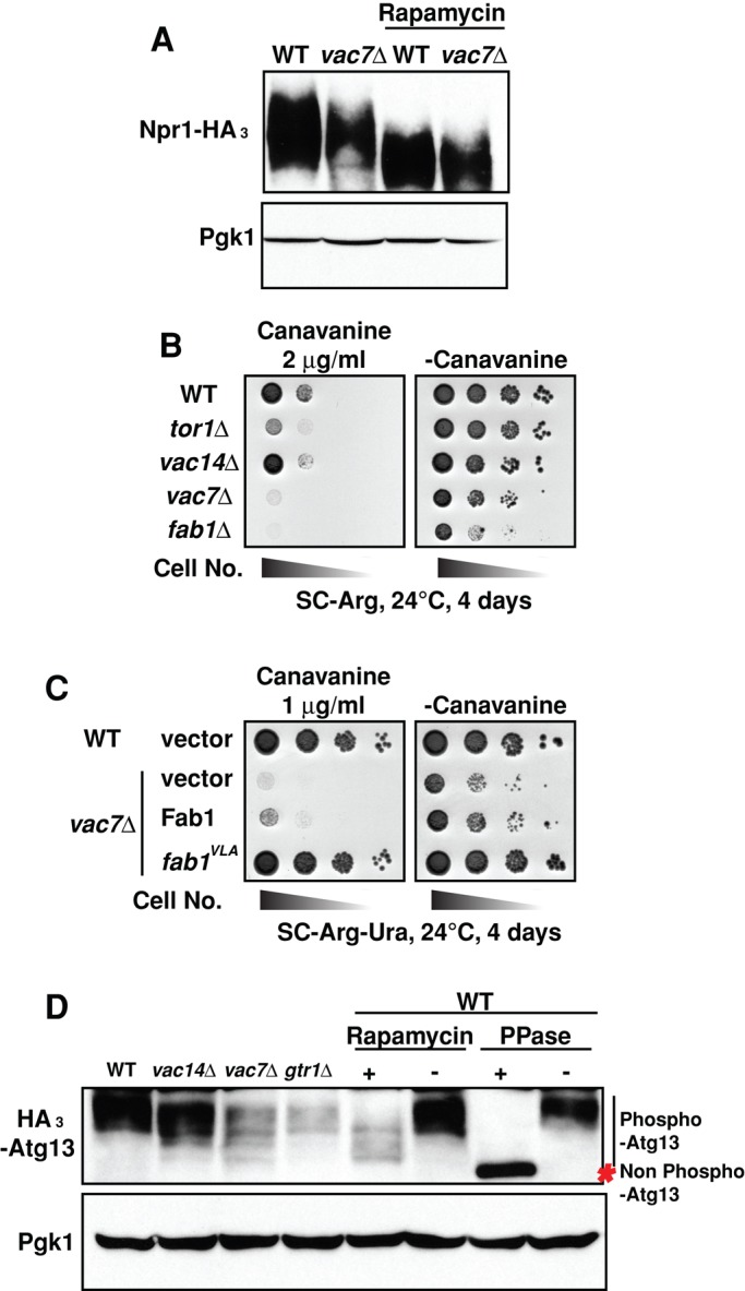 FIGURE 5: