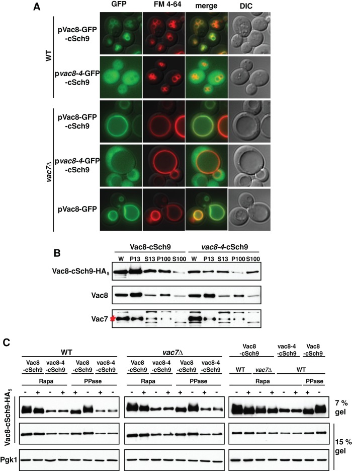 FIGURE 4: