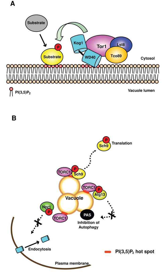 FIGURE 7: