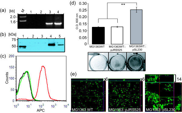 Figure 5