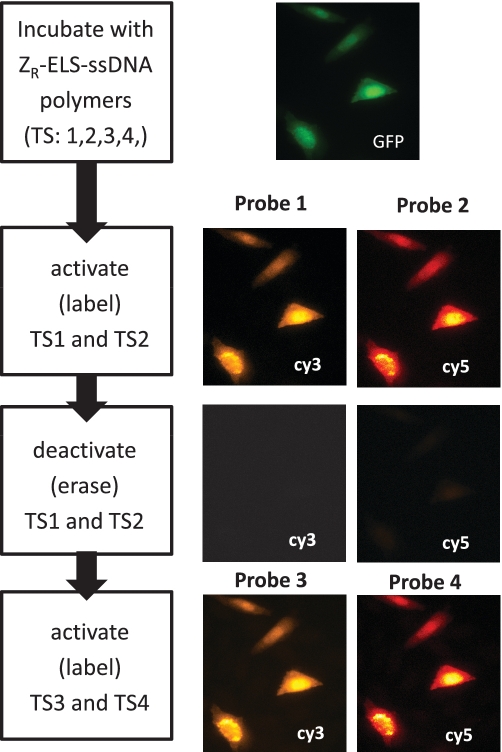 Figure 7.